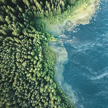 Eine Vogelperspektive auf einen grünen Wald, der sich bis zur Küste erstreckt, wo er auf blaues Wasser trifft. Die Grenze zwischen Wald und Wasser ist von Pflanzen gesäumt, die das Ufer charakterisieren. Die Szene vermittelt ein Gefühl von Ruhe und natürlicher Schönheit.